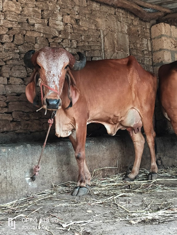 ગાય વેચવાની છે