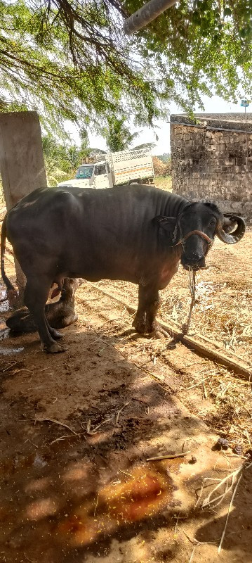 પેલુ વેતર ખડેલૂ