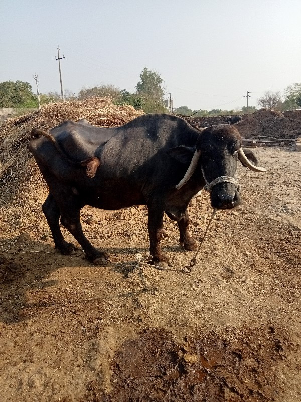 ભેંશ .સ.દુધ