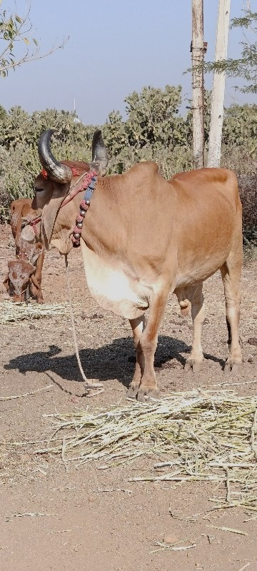 બળદ.....વેસવાના...