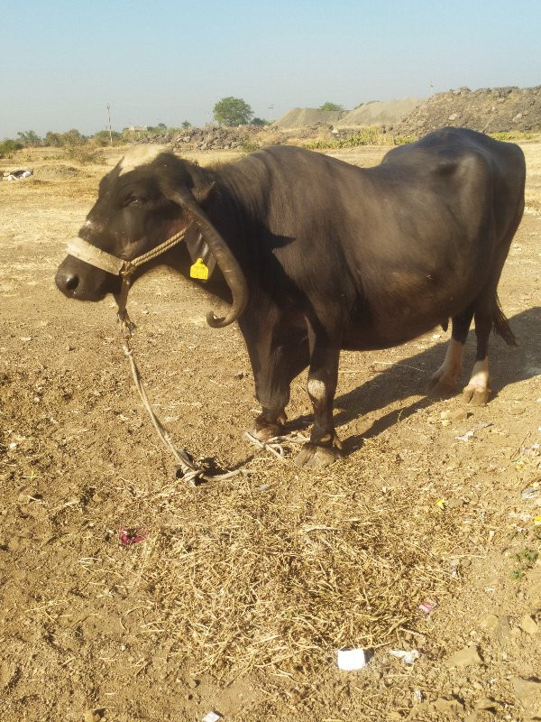 ભેંસ વેચવાની છે...