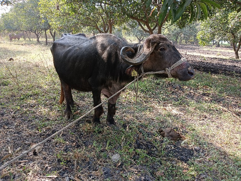 ભેંશ, ત્રીજું વ...