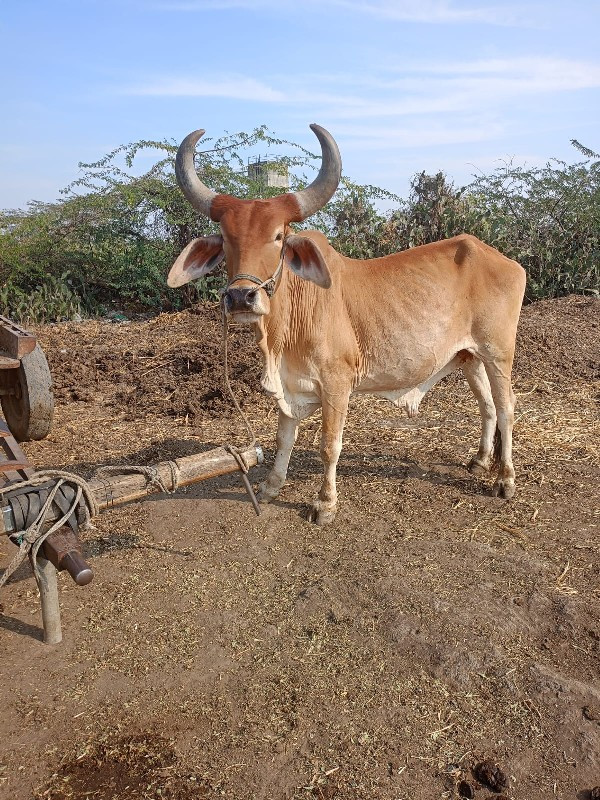 ગોઢલો વેચવા નો...