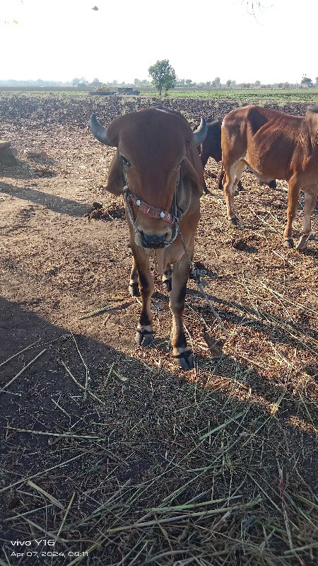 બળદ વેચવાનો છે