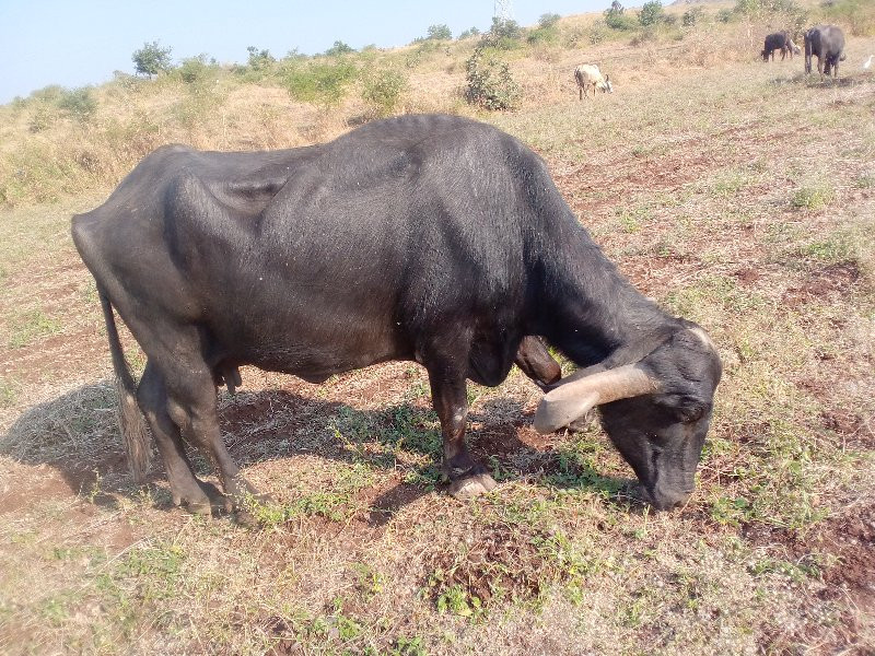 ભેંસ વેચવાની છે