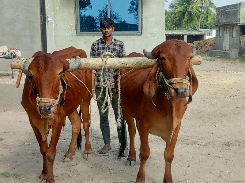 બળદ વેચવાના છે