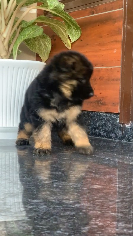 gsd long herr