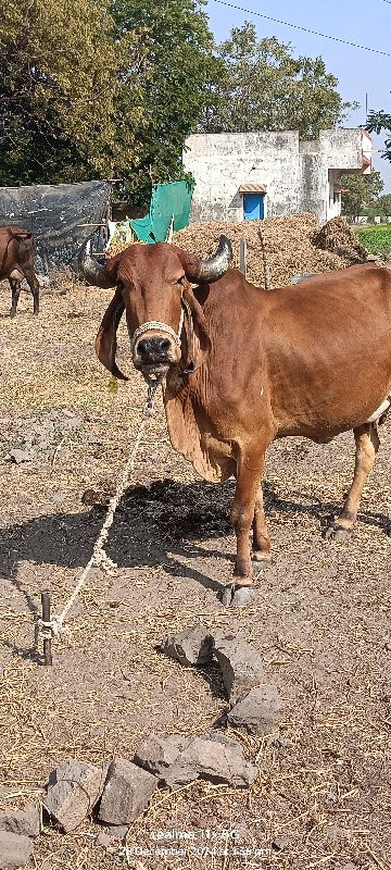 દેશી ગાય વેચવની...