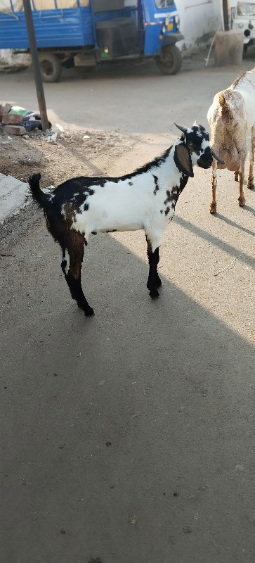 3 bakra 6mahina