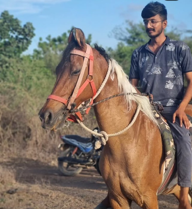 ઘોડી વેચવાની છે