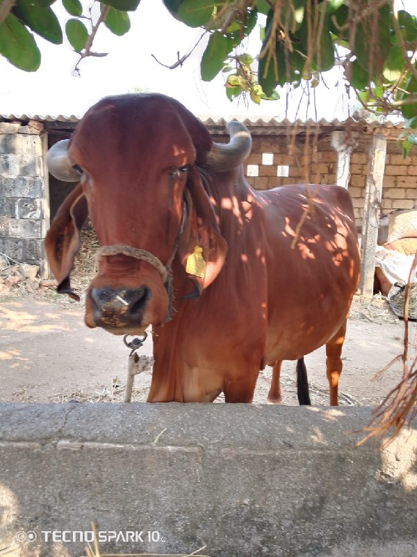 ગાય