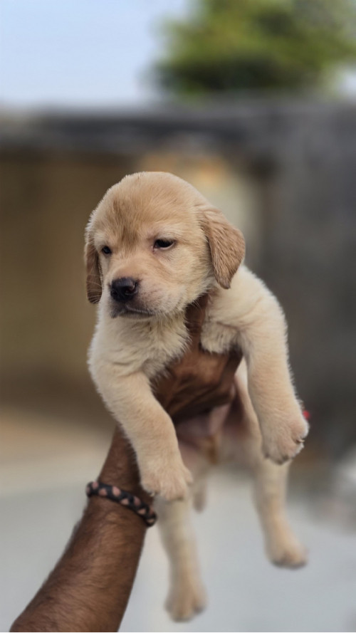 Labrador Puppys