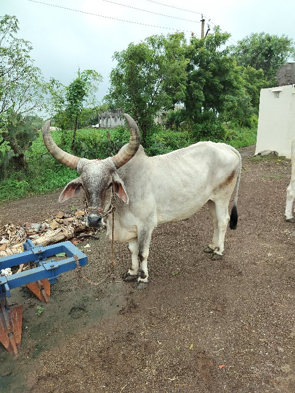 આ બળદ ની જોડ વે...