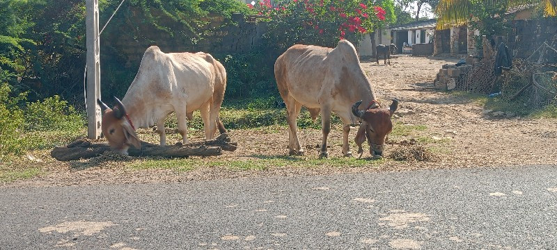 આ માંકડા બળદ વે...