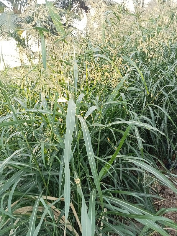 વાઠનુખડનુબીયારણ...