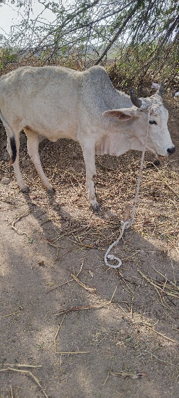 ગાય વેચવાની છે