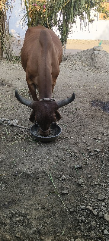 ગાય વેચવાની છે