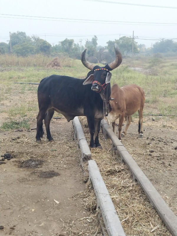 ગોઢલો વેચવાનો છ...