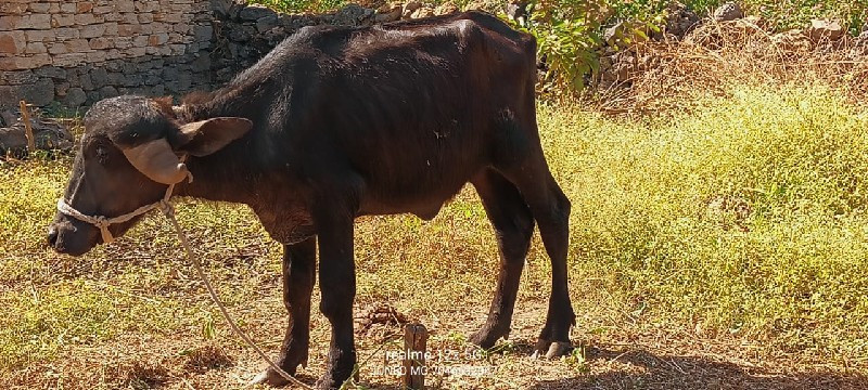 પાડી