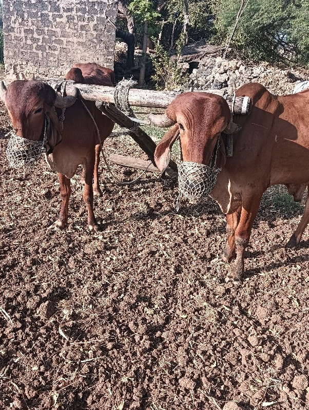 બળદ વેચવાના છે