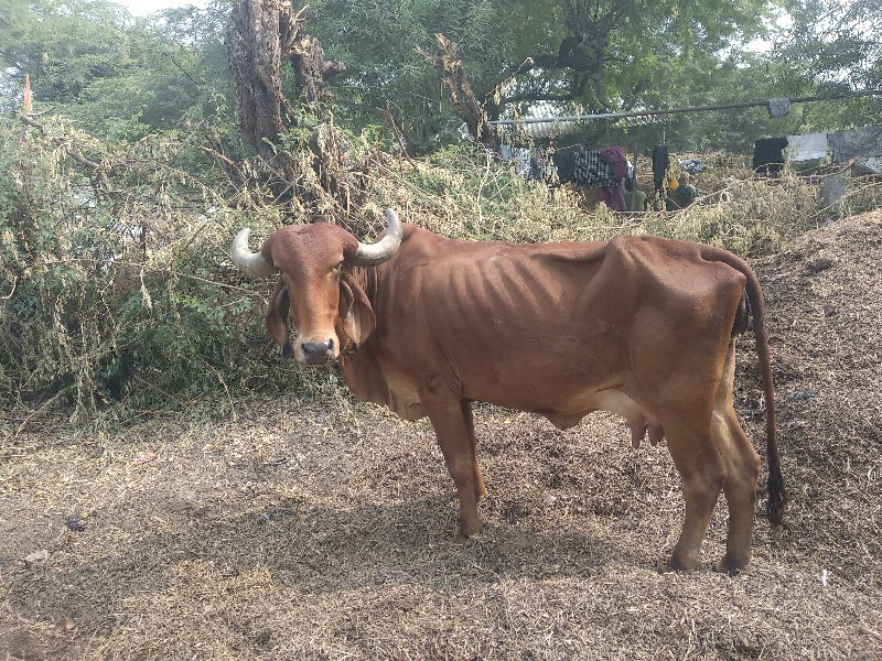 ગાય વેચવાની છે