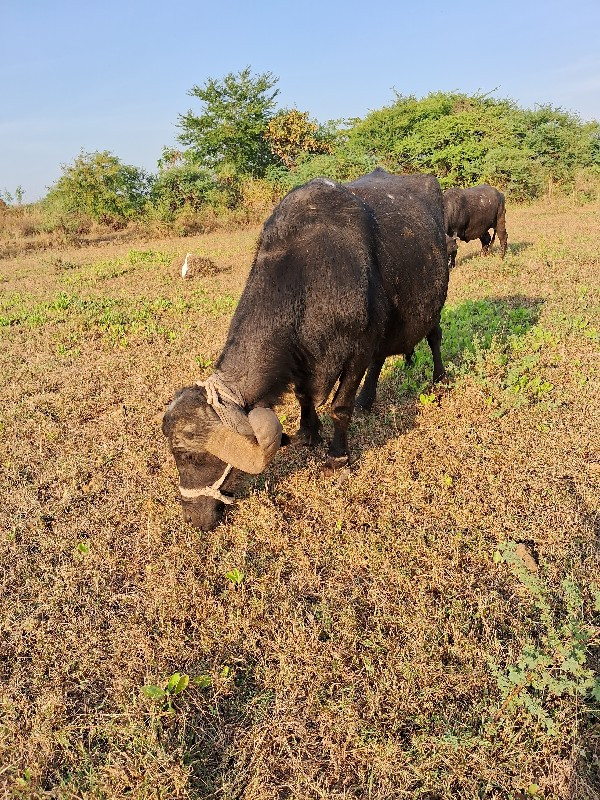 ભેસ વેચવાની છે