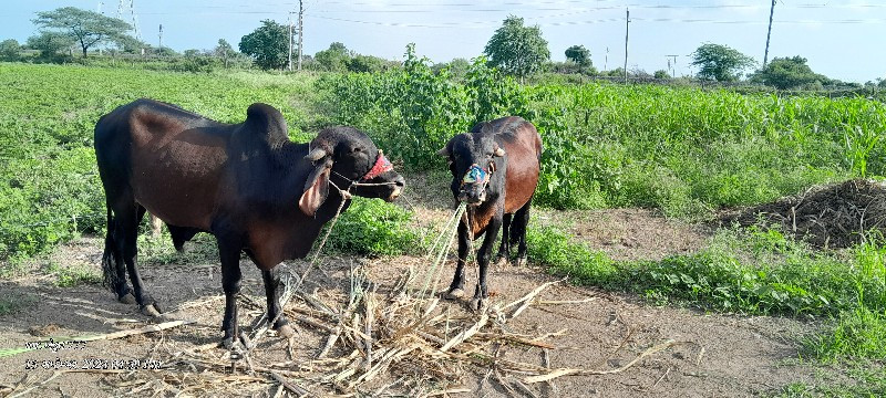 ગોંઢલા વેચવાના...