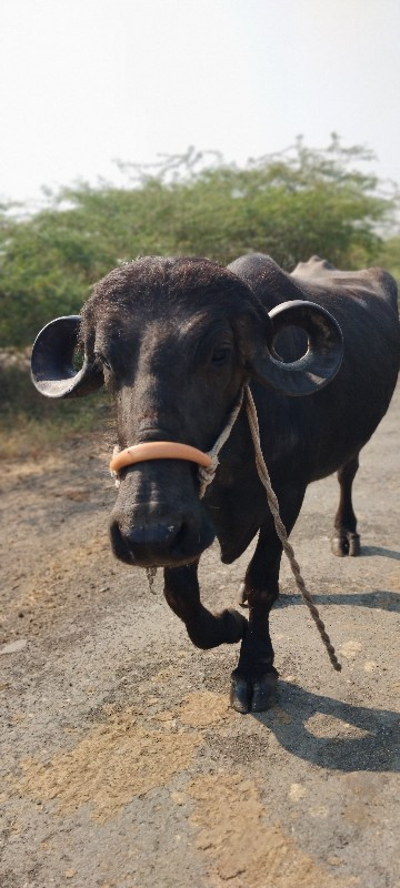 ભેંસ વેચવાની છે