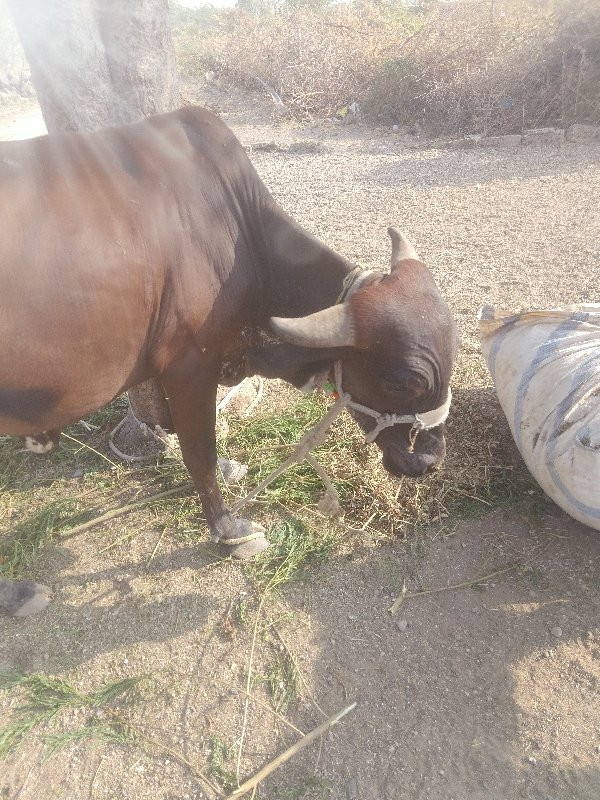 ગાય વેચવાની છે