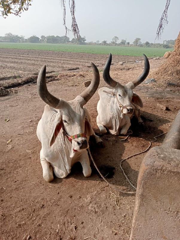 બળદ વેચવાના છે