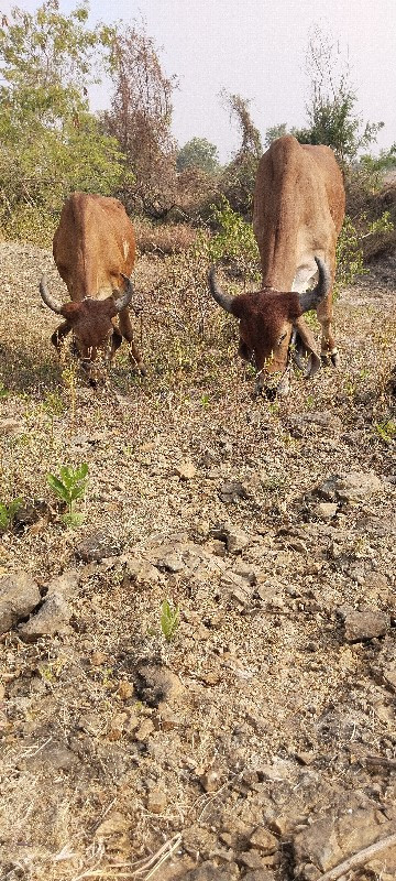 વેચવાનું છે