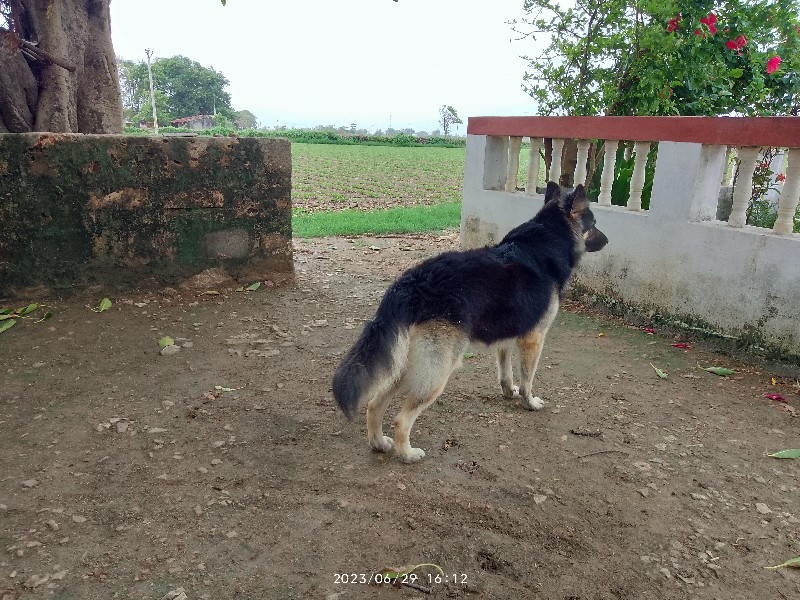 જમૅન સફર કુતરો...