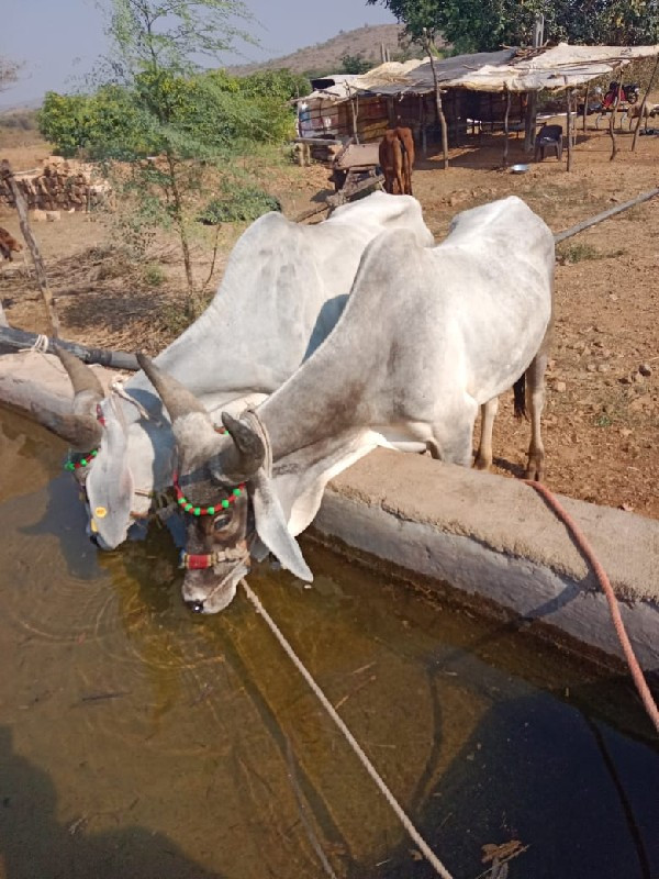 ગોઢલા વેચવાના છ...