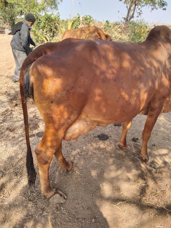 લાલ દેશી ગાય