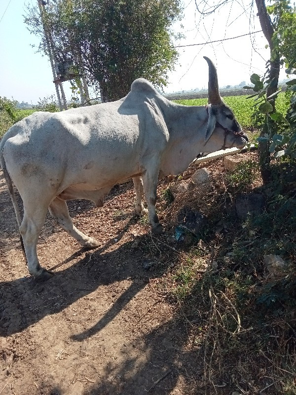 રાણાભાઇ રબારી