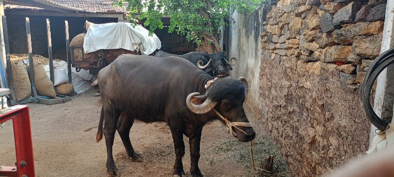 ખળેલુ