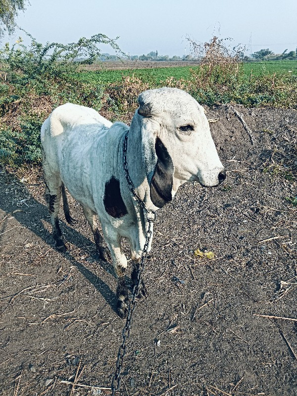 સાટા કરવા ના સે