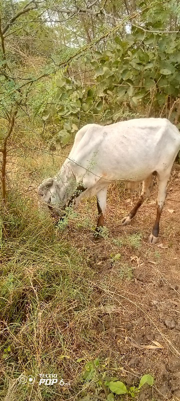 લીરડો