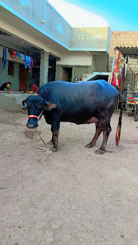 બિજુ વેતર છે.