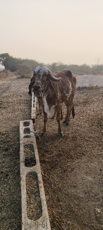 ગાય