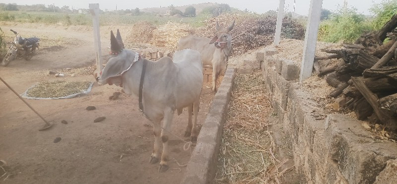 ગોઢલા વેસવાના છ...