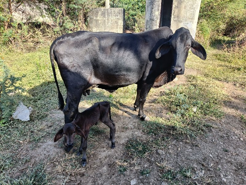 જર્સી ગાય વેચવા...