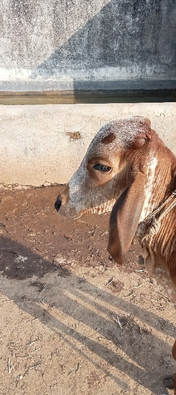 ગાય વેચવાની છે