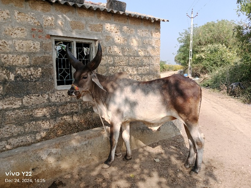 ગોઢલા વેચવાના છ...