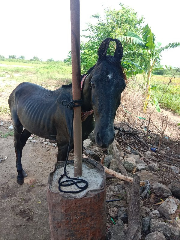 આ વછેરો વેચવા ન...