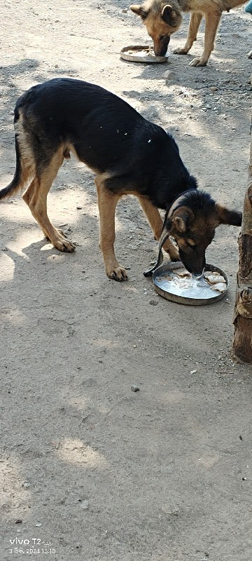 જર્મન સફર