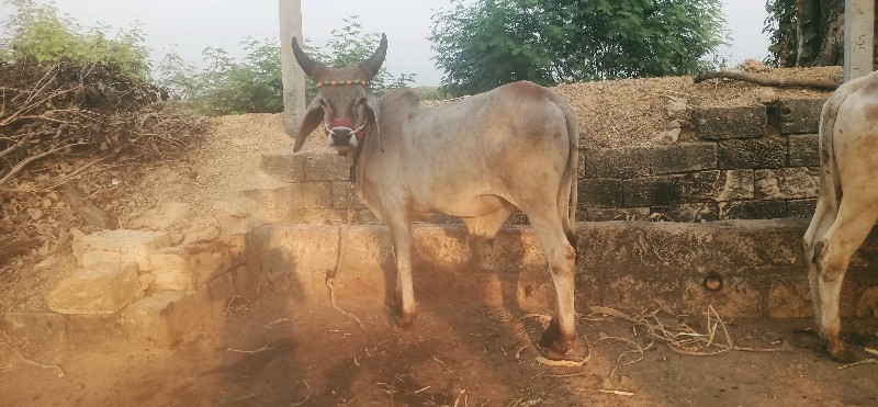 ગોઢલા વેસવાના છ...