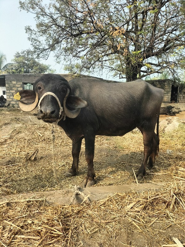 જાફરાબાદી પાડી