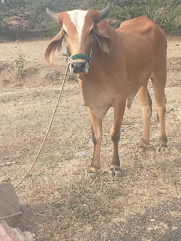 વિશ્વ કિમત વિસર...