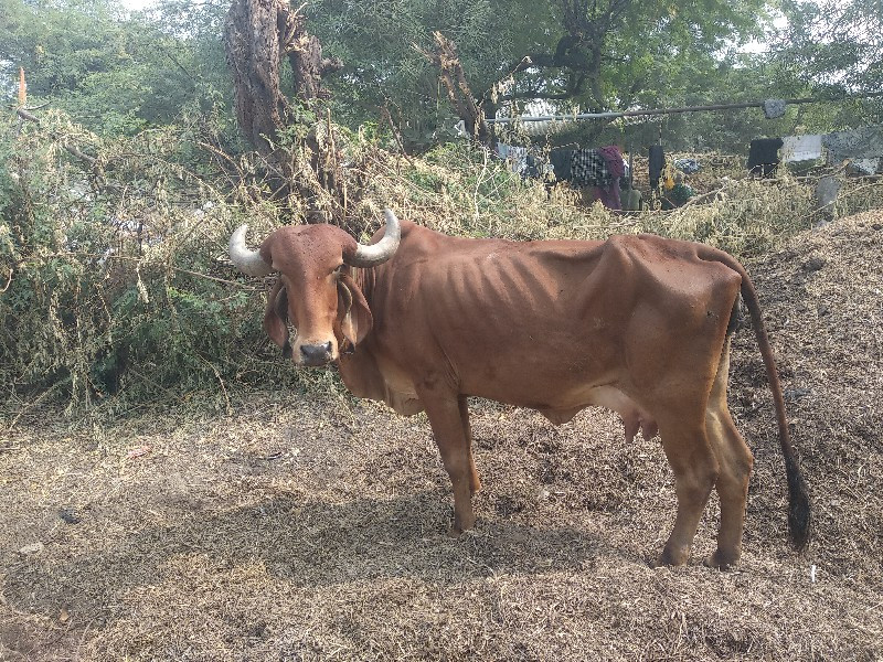 ગાય વેચવાની છે